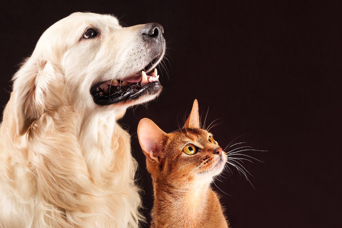 Casarão Clínica Veterinária